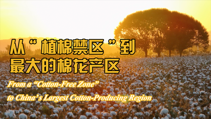Xinjiang’s 50-Year Cotton Revolution video poster