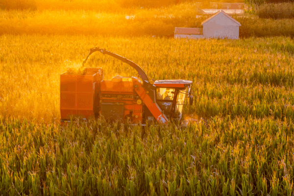 Shandong’s Golden Fields Glow at Farmers’ Harvest Festival 🌾 Shandong’s Golden Fields Glow at Farmers’ Harvest Festival 🌾