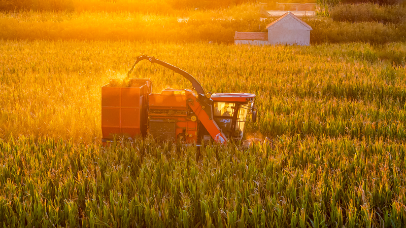 Shandong’s Golden Fields Glow at Farmers’ Harvest Festival 🌾