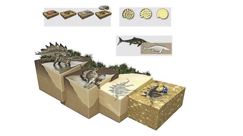 Fossil Feces Unlock Ancient Diet & Preservation Secrets 🔍💩