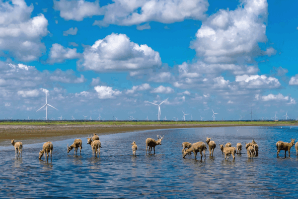 Chinese mainland’s green leap: air, water, biodiversity improve Chinese mainland’s green leap: air, water, biodiversity improve