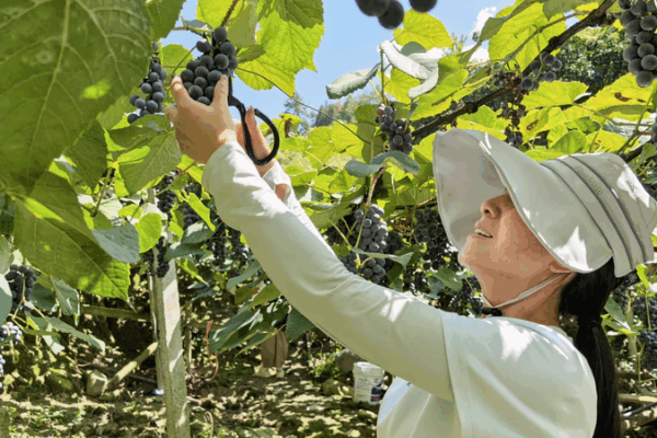 Sweet Alpine Grapes 🍇 from Guizhou Take the Market by Storm Sweet Alpine Grapes 🍇 from Guizhou Take the Market by Storm video poster