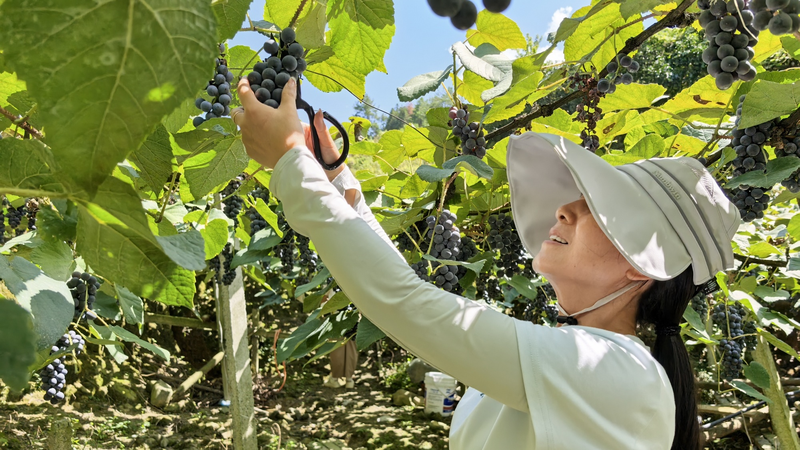 2N65WVD8U598UOSFI354 - Namaste Headlines Sweet Alpine Grapes 🍇 from Guizhou Take the Market by Storm video poster