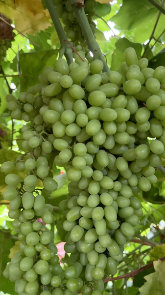Why Turpan’s Grapes Are the Sweetest on the Chinese Mainland Why Turpan’s Grapes Are the Sweetest on the Chinese Mainland video poster