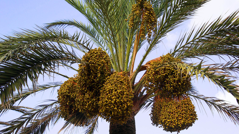 6UHOY7OF25916FBRQL2A - Namaste Headlines How 'Desert Bread' Is Reviving Yunnan’s Arid Valleys