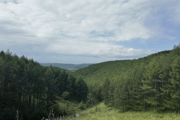 Inner Mongolia’s Carbon Sink Revolution: Turning CO₂ into Cash 🌲💰