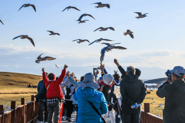 Autumn Magic at Bayanbulak Grassland: Xinjiang’s Alpine Wonder Autumn Magic at Bayanbulak Grassland: Xinjiang’s Alpine Wonder