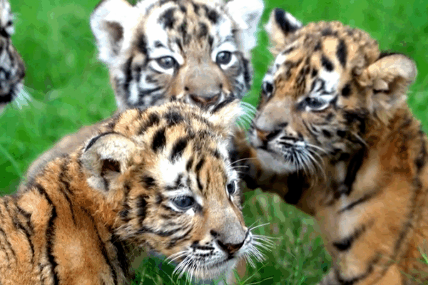 Adorable Tiger & Lion Cubs Roar Into the Spotlight This National Day Adorable_Tiger___Lion_Cubs_Roar_Into_the_Spotlight_This_National_Day video poster