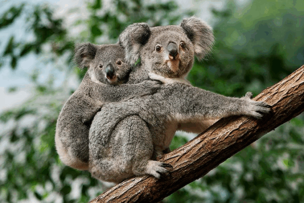 Australia Approves World-First Koala Vaccine Against Chlamydia Australia_Approves_World_First_Koala_Vaccine_Against_Chlamydia