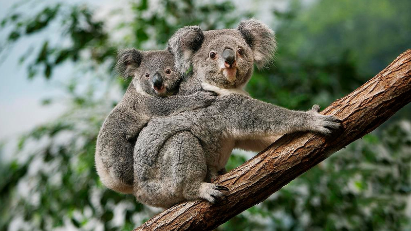 Australia_Approves_World_First_Koala_Vaccine_Against_Chlamydia - Namaste Headlines Australia_Approves_World_First_Koala_Vaccine_Against_Chlamydia