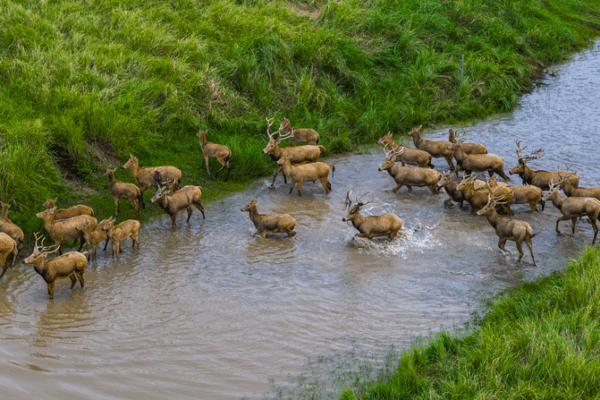Autumn Magic: Pere David’s Deer & Birds at Jiangsu’s Tiaozini Wetlands Autumn_Magic__Pere_David_s_Deer___Birds_at_Jiangsu_s_Tiaozini_Wetlands