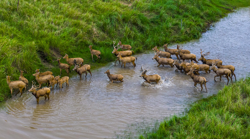 Autumn_Magic__Pere_David_s_Deer___Birds_at_Jiangsu_s_Tiaozini_Wetlands