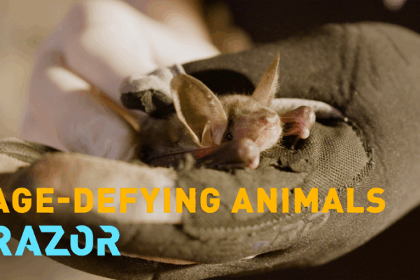 Bats and Axolotls: Nature’s Secrets to Longevity? Bats_and_Axolotls__Nature_s_Secrets_to_Longevity_ video poster