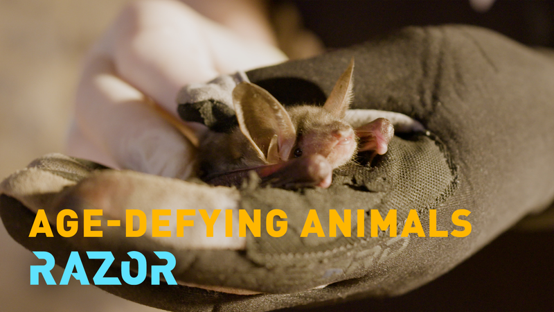 Bats_and_Axolotls__Nature_s_Secrets_to_Longevity_ video poster