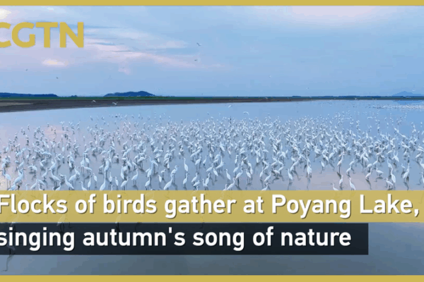 Bird_Bonanza_at_Poyang_Lake__Egrets_Light_Up_Autumn_Wetlands video poster