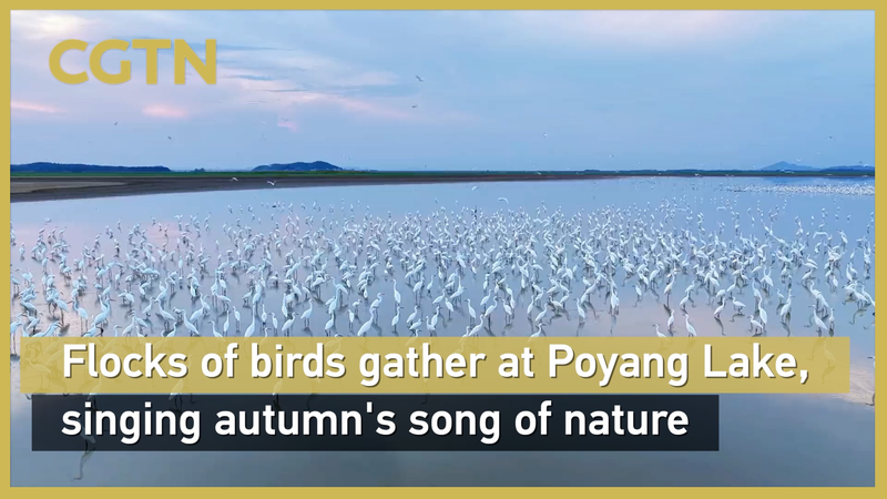 Bird_Bonanza_at_Poyang_Lake__Egrets_Light_Up_Autumn_Wetlands video poster