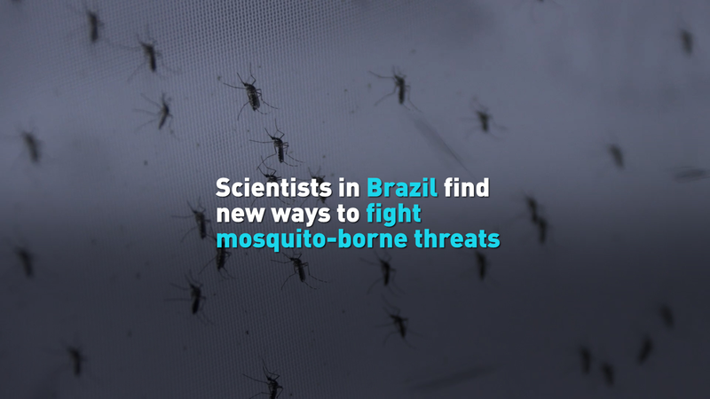 Brazil_s_High_Tech_Mosquito_Lab_Battles_Global_Buzz_poster - Namaste Headlines Brazil_s_High_Tech_Mosquito_Lab_Battles_Global_Buzz video poster