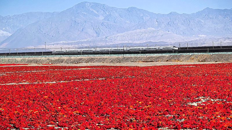 Chili_Harvest_Turns_Xinjiang_Gobi_Desert_into_Fiery_Red_Carpet - Namaste Headlines Chili_Harvest_Turns_Xinjiang_Gobi_Desert_into_Fiery_Red_Carpet