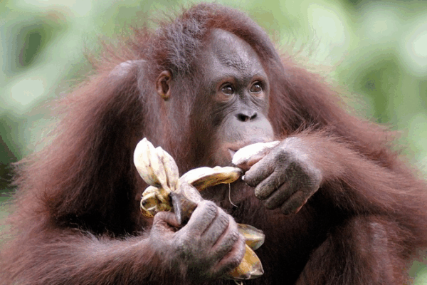 Wild Chimps Get a Daily ‘Beer’ from Fermenting Fruit 🐒🍻 Wild Chimps Get a Daily 'Beer' from Fermenting Fruit 🐒🍻