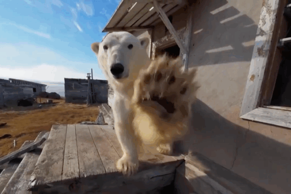 Polar Bears Crash Abandoned Arctic Station for Shelter 🐻❄️ Polar Bears Crash Abandoned Arctic Station for Shelter 🐻❄️ video poster