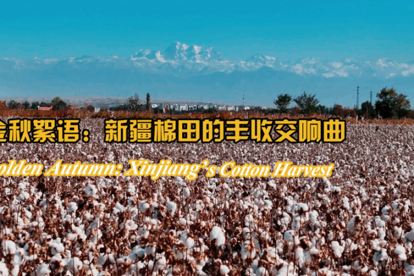 Golden Autumn: Xinjiang’s Cotton Harvest Shines Bright Golden_Autumn__Xinjiang_s_Cotton_Harvest_Shines_Bright video poster