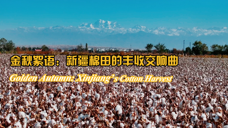 Golden_Autumn__Xinjiang_s_Cotton_Harvest_Shines_Bright_poster - Namaste Headlines Golden_Autumn__Xinjiang_s_Cotton_Harvest_Shines_Bright video poster