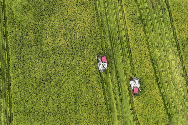 Golden Fields of Chengdu: White Dew Harvest Vibes Golden_Fields_of_Chengdu__White_Dew_Harvest_Vibes video poster
