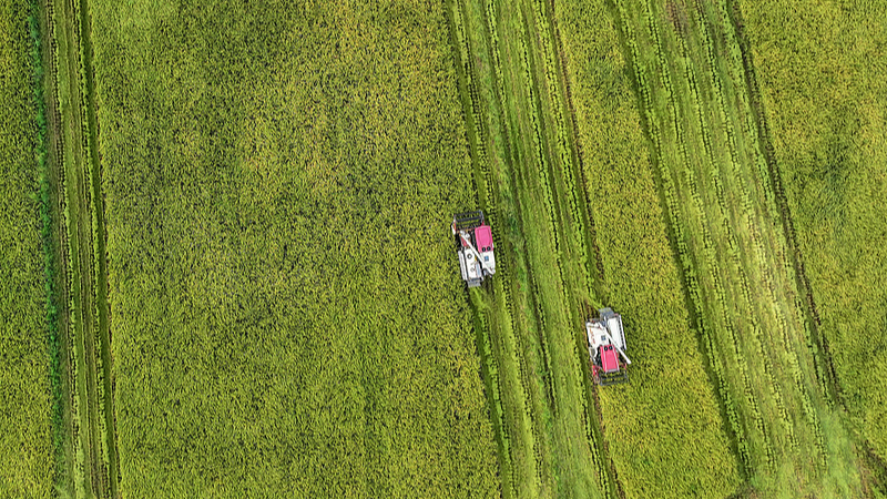 Golden_Fields_of_Chengdu__White_Dew_Harvest_Vibes video poster