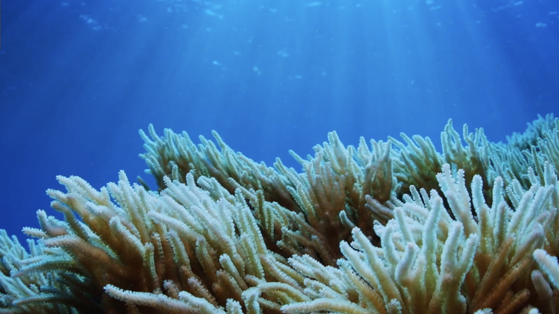 Guardians_of_the_Blue_Planet__Protecting_Hainan_s_Marine_Biodiversity video poster