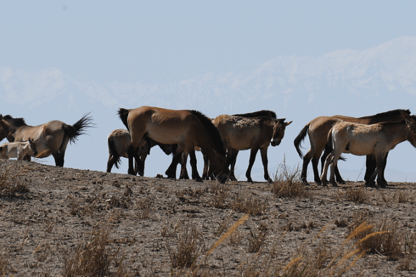 Przewalski’s Horses Stage Epic Wild Return Across Hexi Corridor 🐴 Przewalski's Horses Stage Epic Wild Return Across Hexi Corridor 🐴 video poster