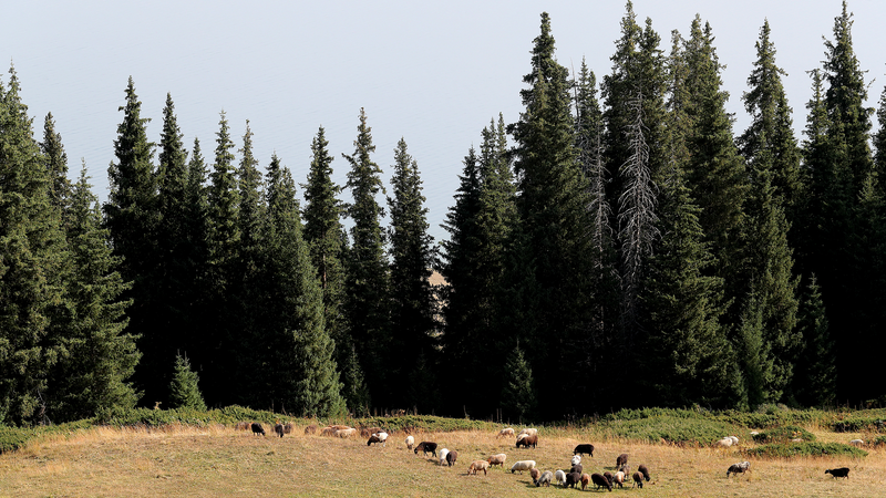 Misty Magic: Songshutou’s Epic View of Sayram Lake video poster