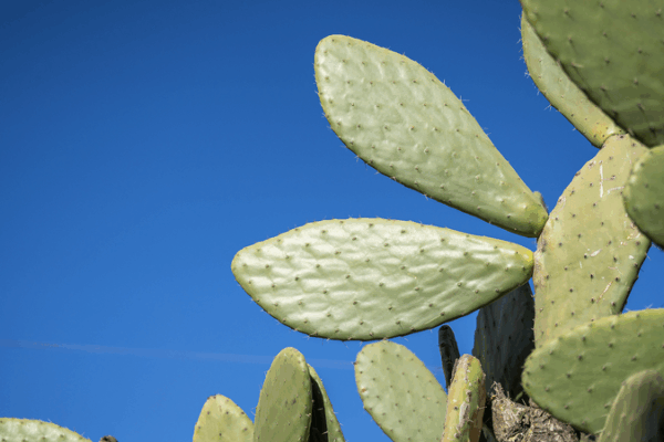 How Cactus Cultivation Fuels Rural Boom in Yunnan How_Cactus_Cultivation_Fuels_Rural_Boom_in_Yunnan
