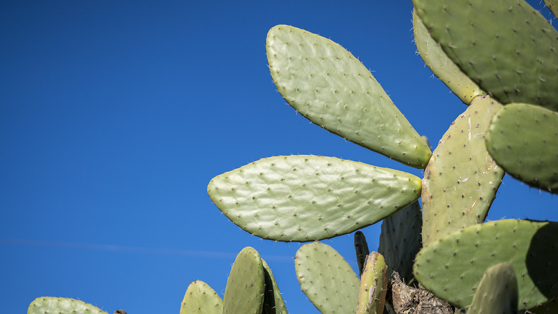 How_Cactus_Cultivation_Fuels_Rural_Boom_in_Yunnan
