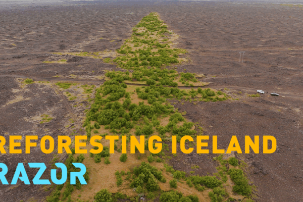 Iceland’s Forest Comeback: From Barren Lava to Green Woodlands Iceland_s_Forest_Comeback__From_Barren_Lava_to_Green_Woodlands video poster