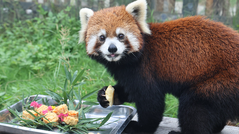 Nantong Zoo’s Festive Mooncakes Delight Animals 🐾🌕 Nantong Zoo's Festive Mooncakes Delight Animals 🐾🌕