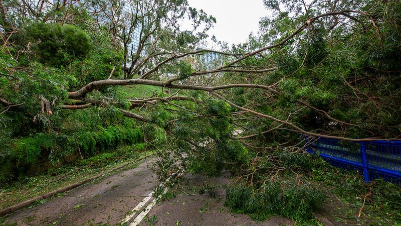 Typhoon Ragasa Braces Guangdong: Rainfall, Wind & Prep Tips 🌧️⚡ video poster