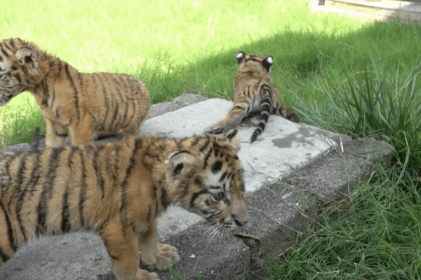Lion & Tiger Cubs Debut at Henan Zoo for National Day Lion___Tiger_Cubs_Debut_at_Henan_Zoo_for_National_Day video poster