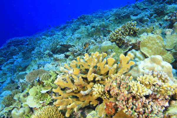 Coral Reefs Whisper: A Deep Dive into Ocean’s Rainforests Coral Reefs Whisper: A Deep Dive into Ocean’s Rainforests video poster