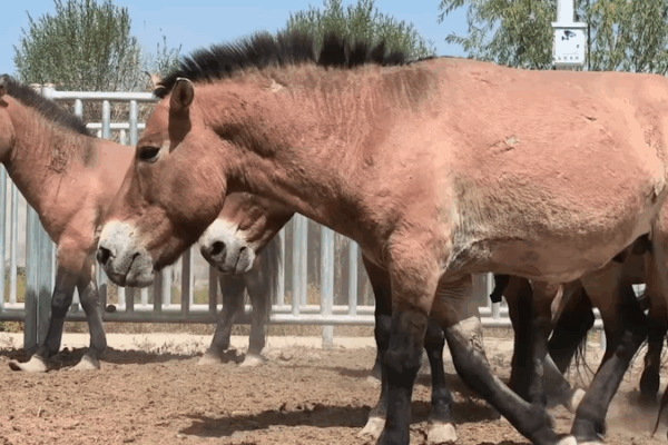 New Wild Herd: 28 Przewalski’s Horses Set Free in Dunhuang New_Wild_Herd__28_Przewalski_s_Horses_Set_Free_in_Dunhuang video poster