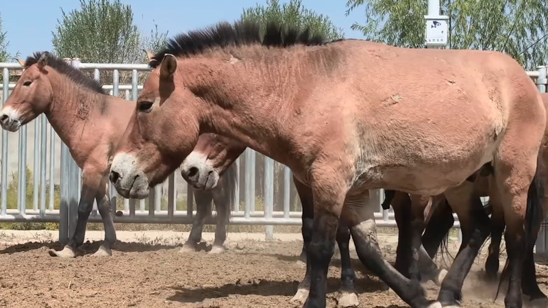 New_Wild_Herd__28_Przewalski_s_Horses_Set_Free_in_Dunhuang_poster - Namaste Headlines New_Wild_Herd__28_Przewalski_s_Horses_Set_Free_in_Dunhuang video poster
