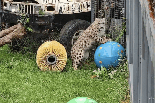Snow Leopard Cub in Qinghai Starts Final Healing Phase 🐆✨ Snow Leopard Cub in Qinghai Starts Final Healing Phase 🐆✨ video poster