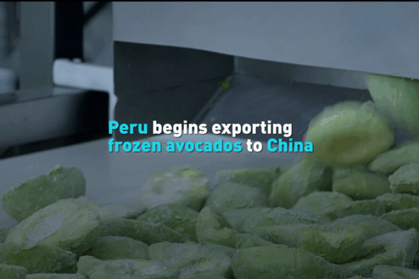 Peru Ships 48 Tons of Frozen Avocados to the Chinese Mainland Peru_Ships_48_Tons_of_Frozen_Avocados_to_the_Chinese_Mainland video poster