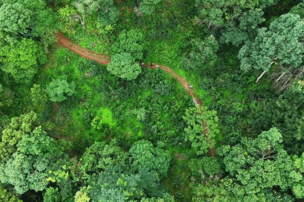 Journey with a Blang Guide: Ancient Wisdom in Jingmai’s Rainforest Journey with a Blang Guide: Ancient Wisdom in Jingmai’s Rainforest video poster