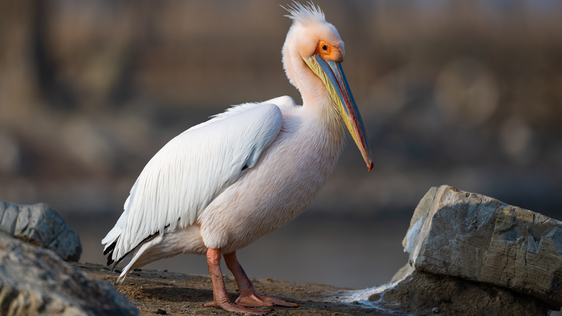 China Launches 3-Year Campaign to Protect Birds 🐦 China Launches 3-Year Campaign to Protect Birds 🐦