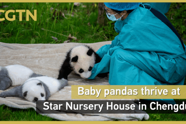 Rare White-and-Grey Panda Cub Thrives at Chengdu’s Star Nursery House Rare_White_and_Grey_Panda_Cub_Thrives_at_Chengdu_s_Star_Nursery_House video poster