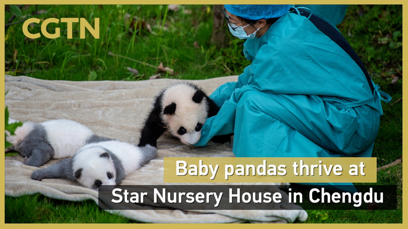 Rare_White_and_Grey_Panda_Cub_Thrives_at_Chengdu_s_Star_Nursery_House_poster - Namaste Headlines Rare_White_and_Grey_Panda_Cub_Thrives_at_Chengdu_s_Star_Nursery_House video poster