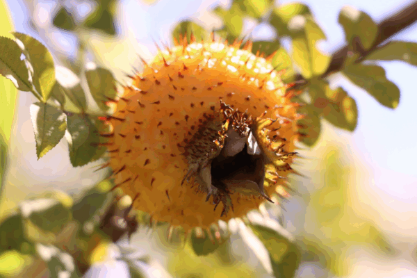 Spiky ‘Golden Fruit’ Powers Rural Prosperity in Guizhou Spiky__Golden_Fruit__Powers_Rural_Prosperity_in_Guizhou video poster