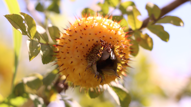 Spiky__Golden_Fruit__Powers_Rural_Prosperity_in_Guizhou_poster - Namaste Headlines Spiky__Golden_Fruit__Powers_Rural_Prosperity_in_Guizhou video poster