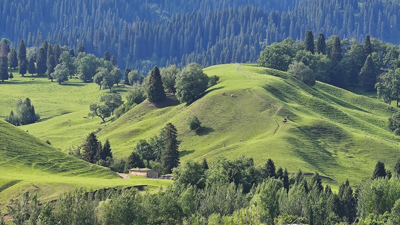 Sunset_Magic__Exploring_Ancient_Wusun_Kingdom_on_Nalati_Grassland_poster - Namaste Headlines Sunset_Magic__Exploring_Ancient_Wusun_Kingdom_on_Nalati_Grassland video poster