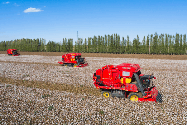 Xinjiang’s Cotton Reign: 32 Years at 92% Output 🌾 Xinjiang’s Cotton Reign: 32 Years at 92% Output 🌾